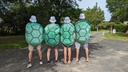 Carapace des Turbo Tortues